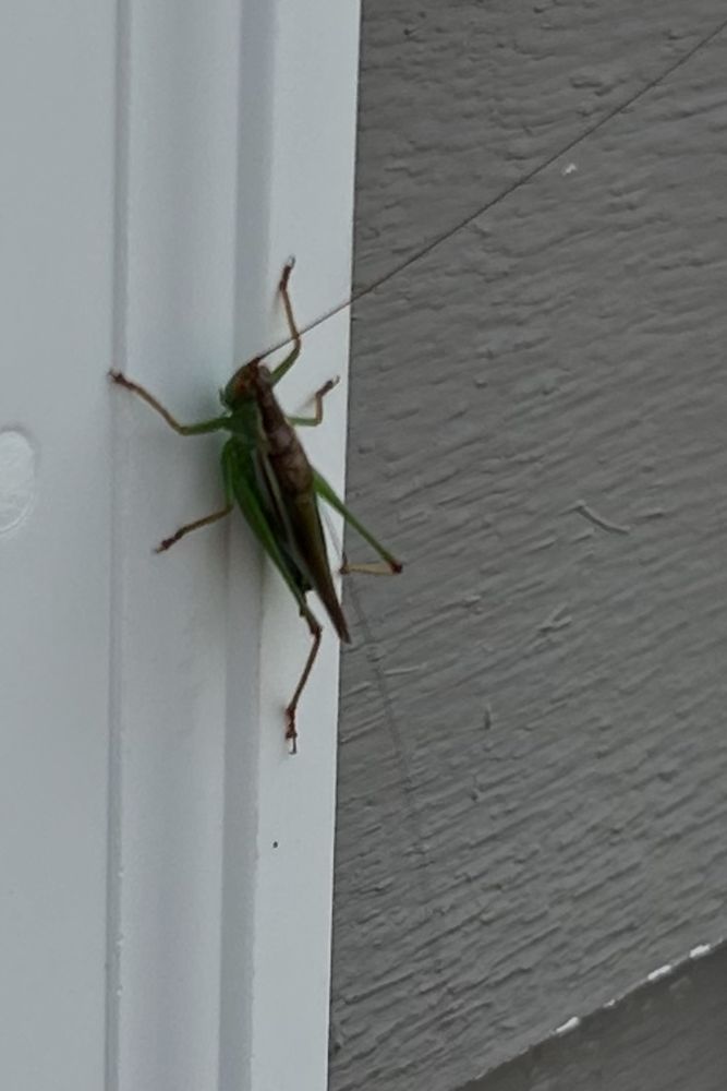 A green katydid clinging to the white trim of a house. The insect’s leaf-like wings and long antennae are clearly visible.