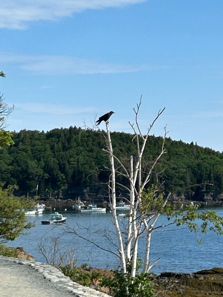 A crow perched atop a bare white birch tree along The Shore Path in Bar Harbor, Maine.