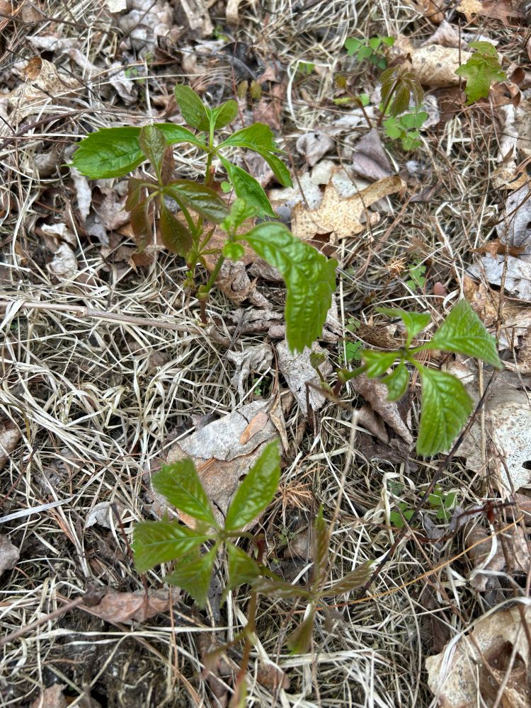 Young Virginia creeper plants growing among dry grass and leaves. Each plant has glossy green leaves divided into five leaflets, radiating from a central point like fingers on a hand. The stems are reddish and delicate. The ground is covered with brown leaves and sparse dried grass.
