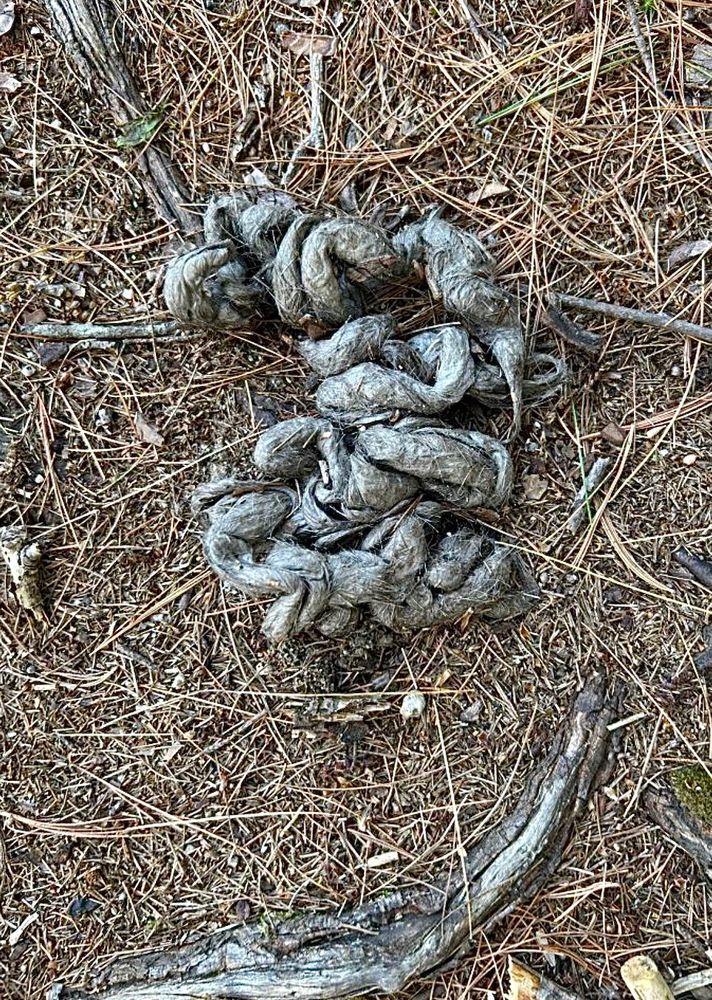Photo of dense, gray, rope-like scat on a woodland floor. Pine needles, twigs, and roots are visible in the image.