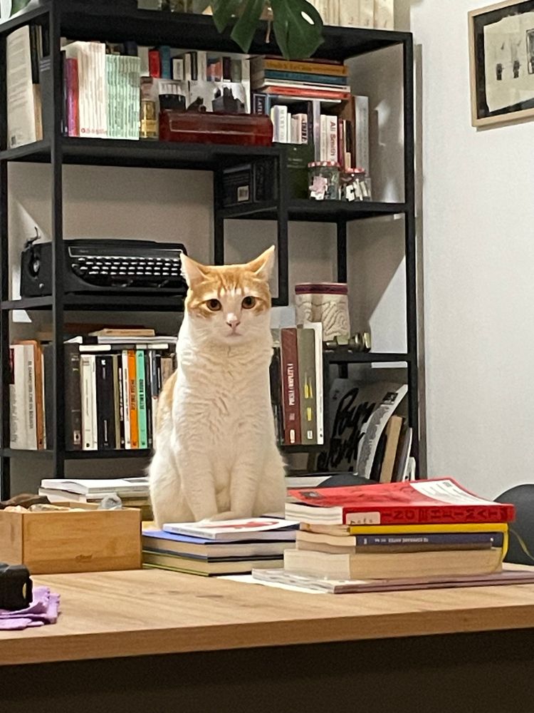 Un gato vlanco con manchas naranjas sentado sobre una mesa, rodeado de libros.