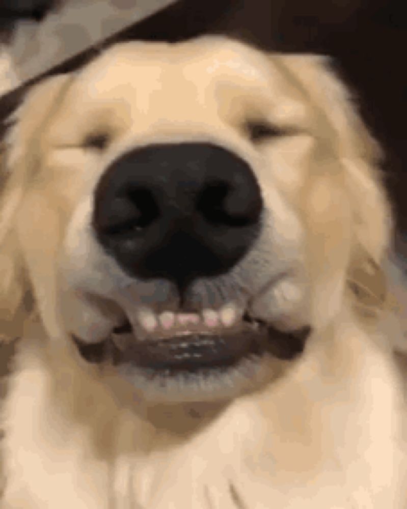 a close up of a dog 's face with its eyes closed and its teeth showing .