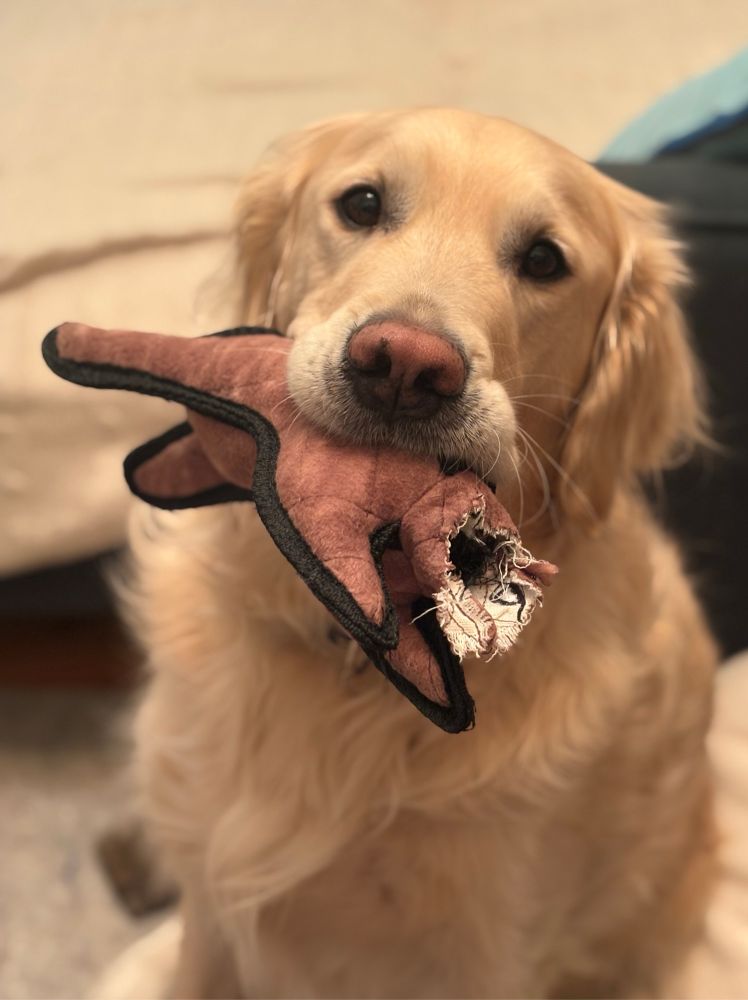 a pale yellow golden retriever sits and stares soulfully into the camera. he holds a beheaded rabbit stuffy in his mouth. 