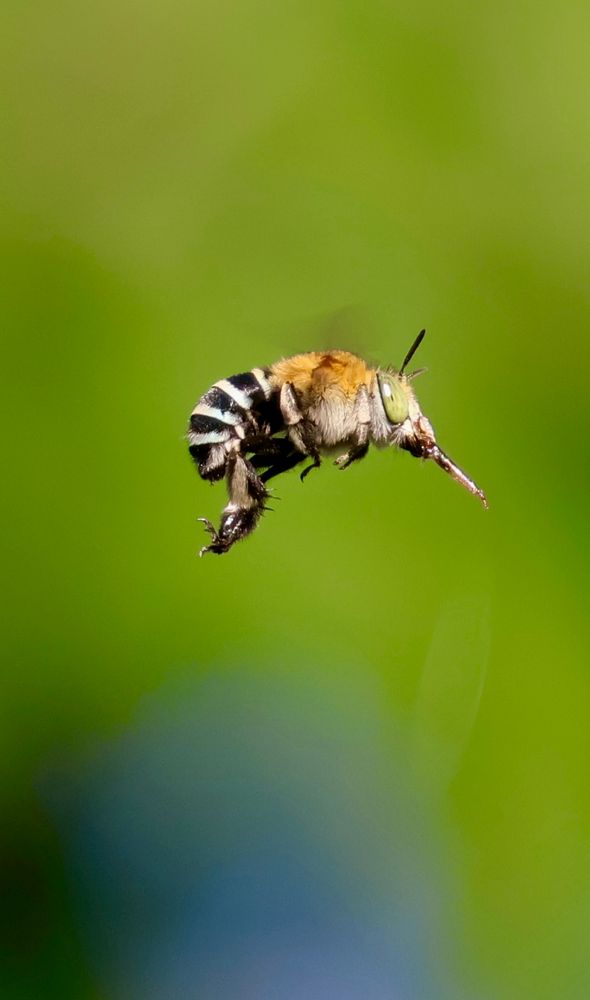 Australian native blue-banded bee in flight. 