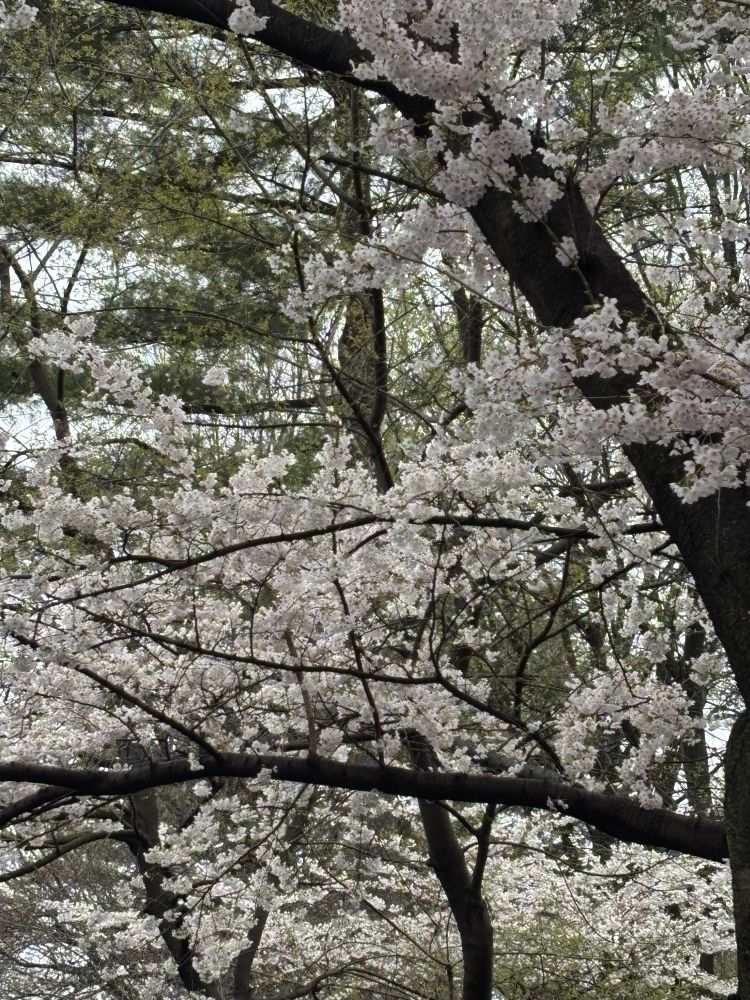 Close-up of a Yoshino cherry tree with pink-white blossoms.