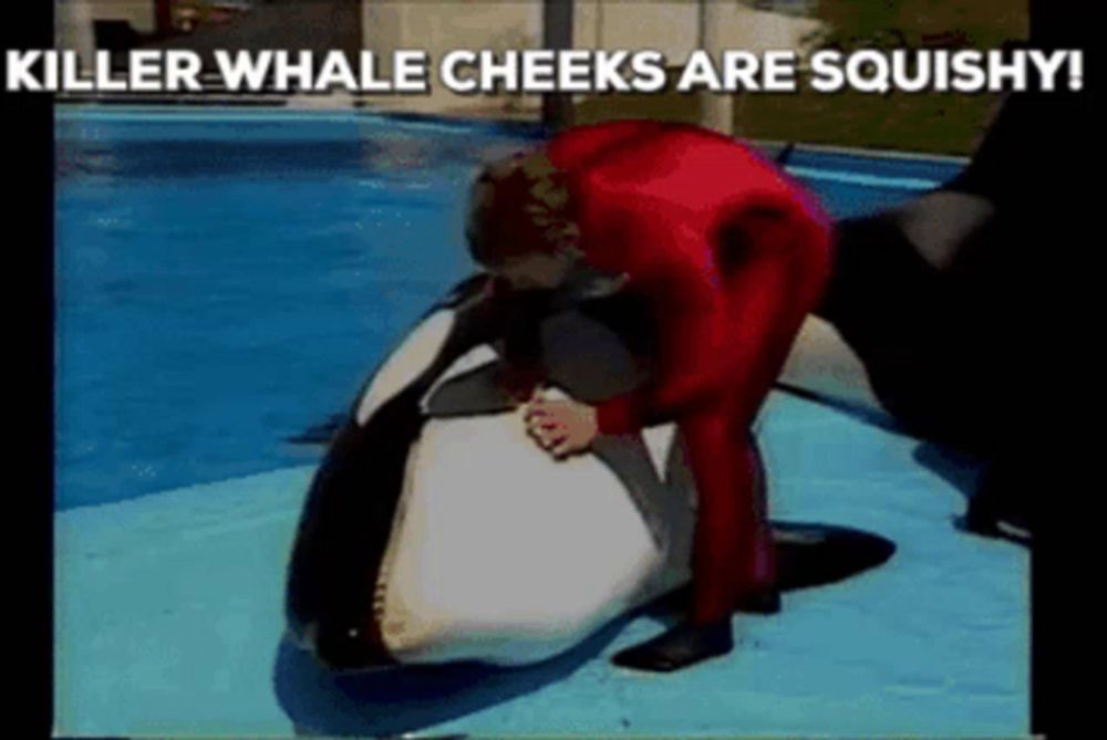 a killer whale cheeks are squishy with a man in a red suit