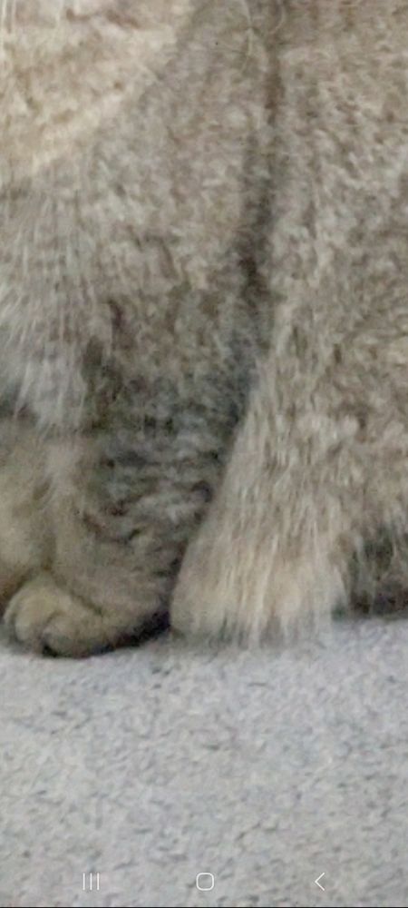 One of the above pictures of Gif the cat, zoomed in on the extreme fluff patch of her belly