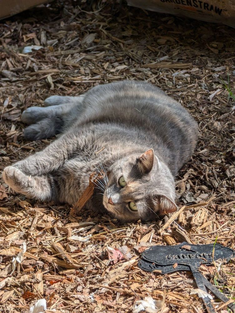 A grey and cream torbie cat is lying on her side on some cypress cedar mulch in the garden. She is watching while I am weeding the garden beds. There are a couple of garden stakes near her head. Her back half is in the shade, but her front half is in the sun. 