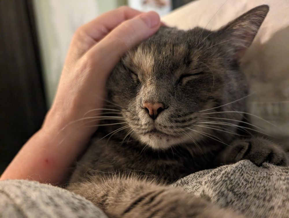 The face of a grey and cream torbie cat with a brick colored nose and ombre (grey to white) whiskers. She is lying on my chest and my hand is scratching the side of her head/ear. Her eyes are close and although you can't hear it, she's purring loudly. 