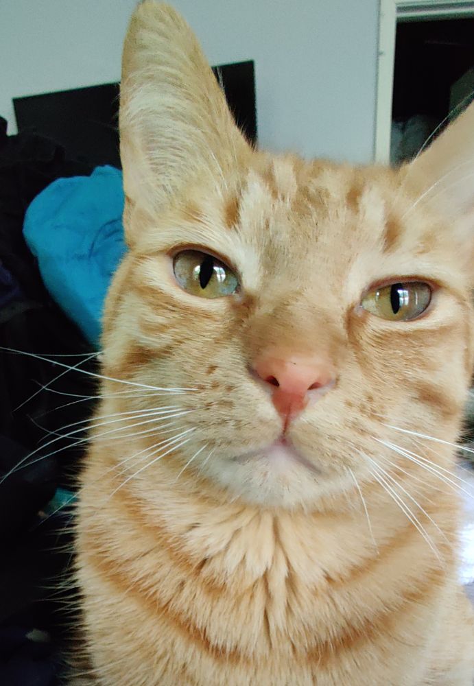 An orange cat is staring into your eyes, begging you to call your House Rep to ask them to vote "no" on the "One Big Beautiful Bill" act. 