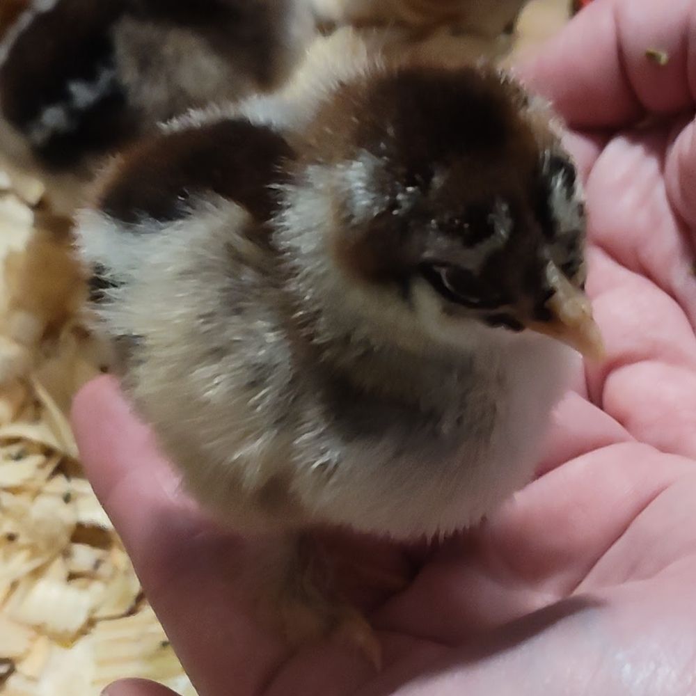 One day old brown chick. My tiny guy