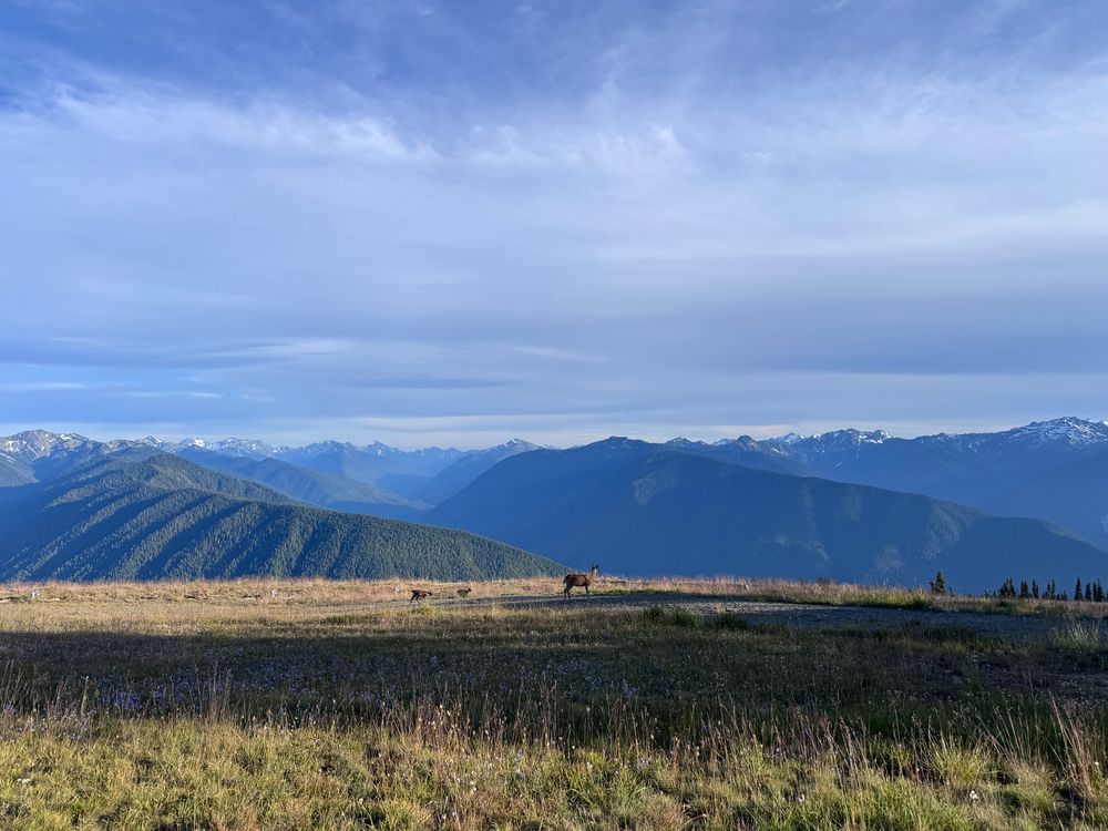 A momma black tailed deer and her two fawns walk across a flat green with the olympic mountains in the background.
