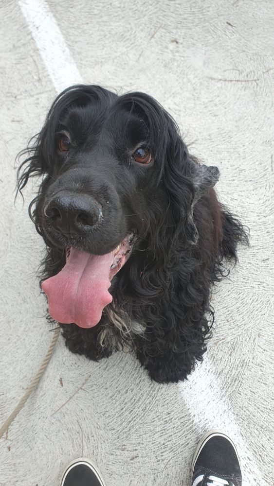 Cocker spaniel will not walk any further until I deal with this situation 