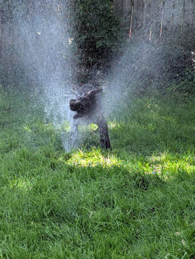 Black Labrador Retriever stepping on a hose spraying herself in the face.