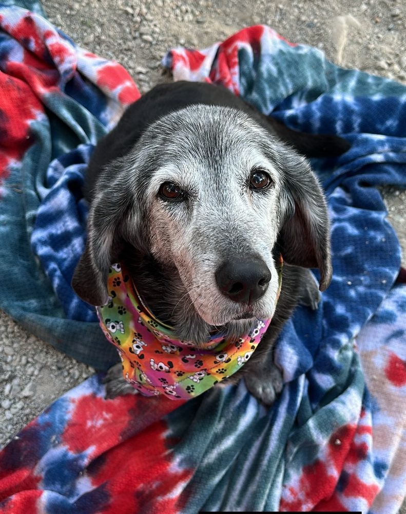 A gray-faced dog in a rainbow bandana on a tie-die blanket my oldest friend made us