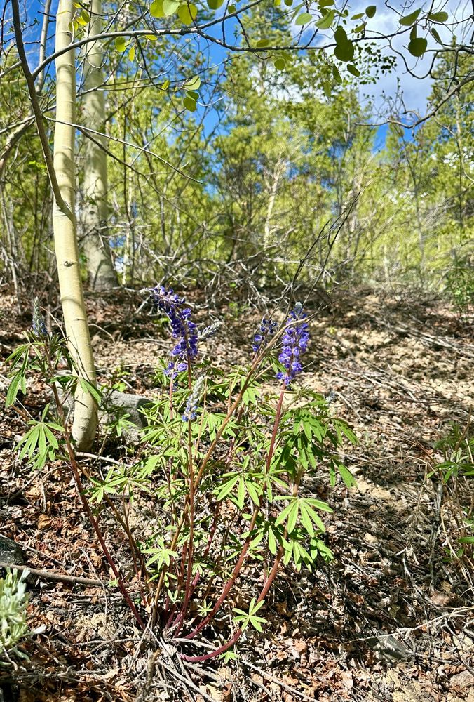 Wild lupine in an aspen grove on a sunny afternoon 