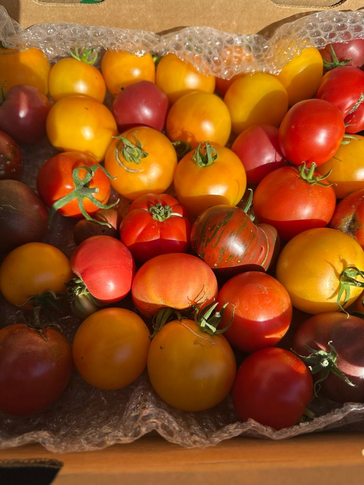 Heirloom tomatoes, mixed colors in the sun
