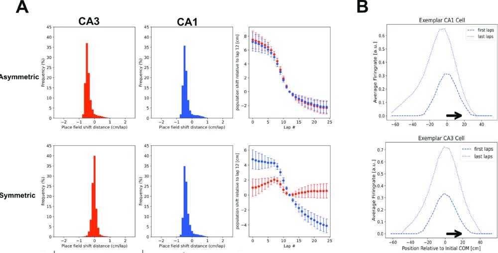 These plots shows the distribution of shifts of the centre of mass of place fields CA3 and CA1 in a computational model, using only asymmetric learning rules (top) or using a symmeric rule for CA3 and a symmetric rule for CA1 (bottom). One observes that in the latter case, CA3 place fields shift less than their CA1 counterparts, while when only using asymmetric learning rules, both shift equally. Also, exemplar place cells from the model and their shift are plotted.