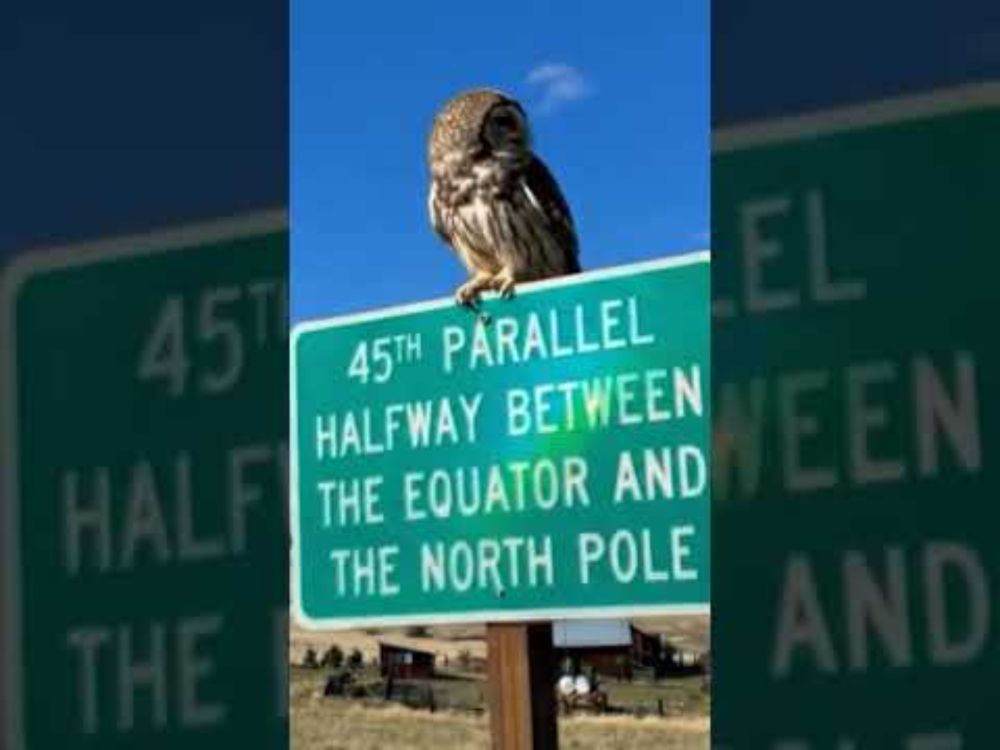 Owlie Reaches the Halfway Point! 🦉📍