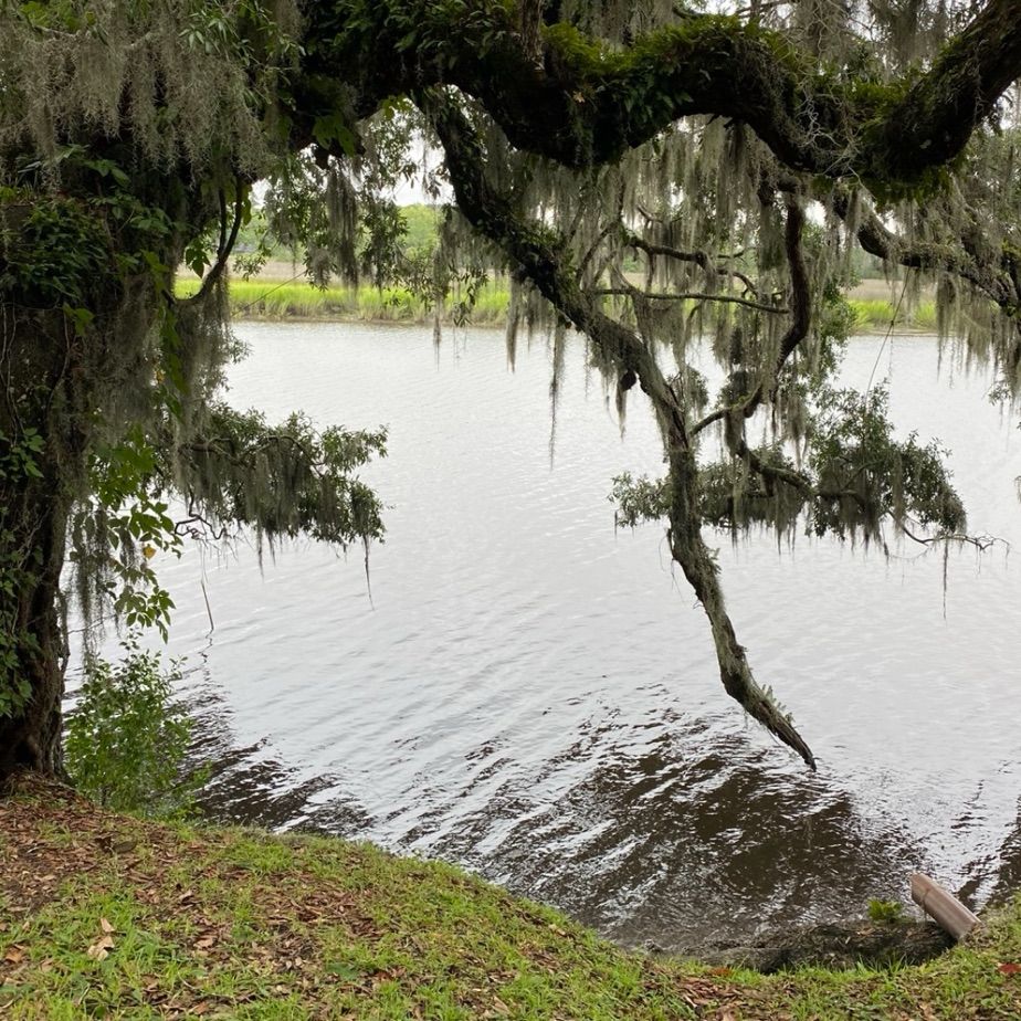 Photo of a willow tree on a plantation in South Carolina, USA