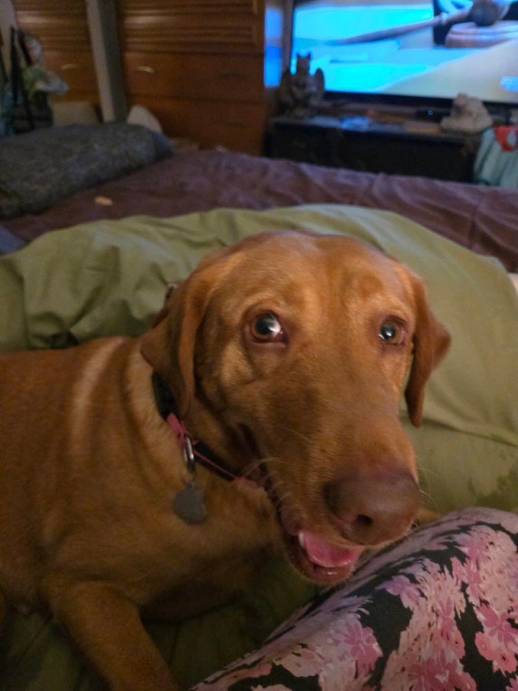 A yellow Labrador on a green sheet with a TV behind her. 