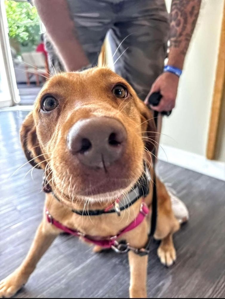A yellow lab nose almost touching the camera