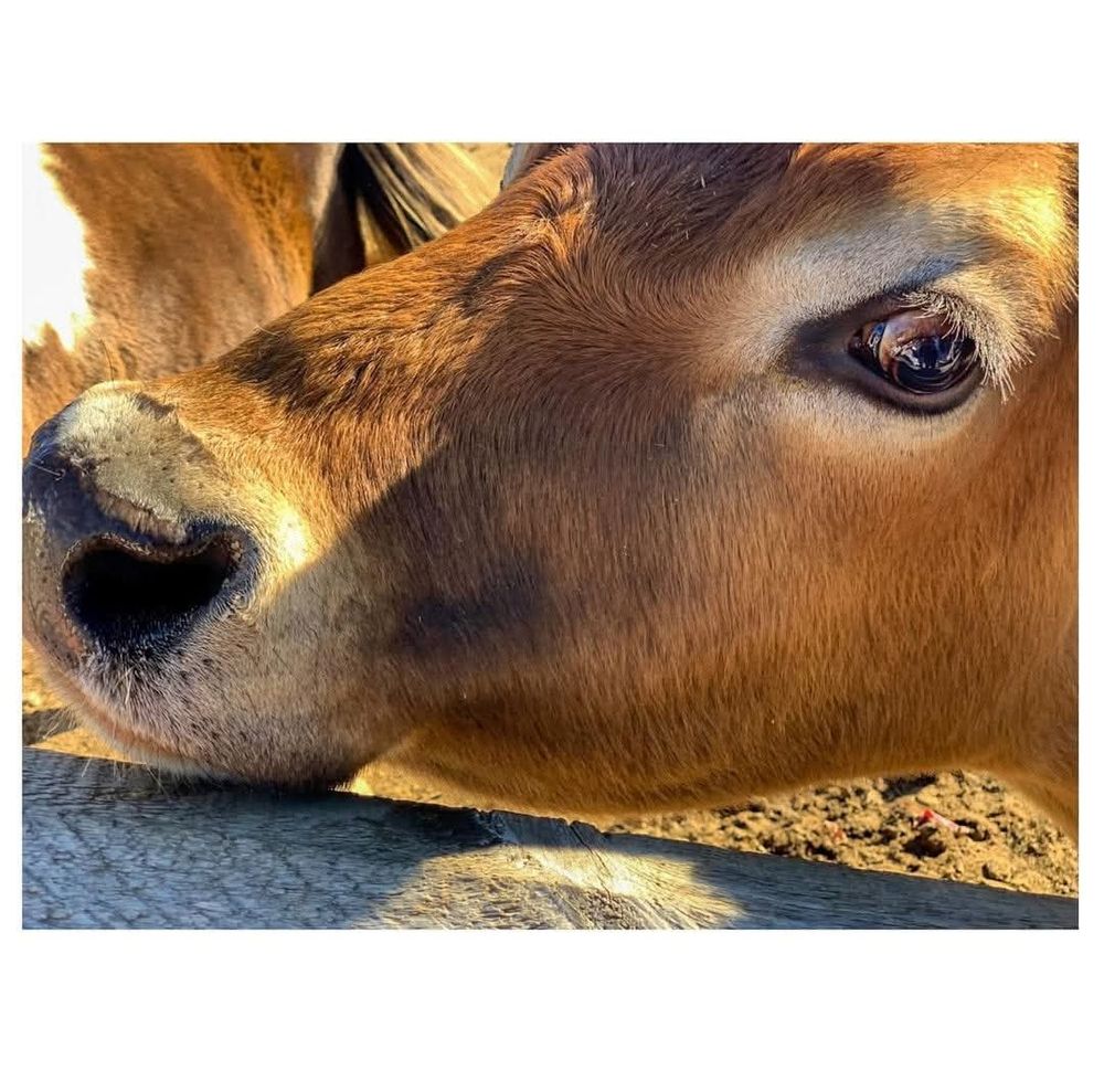 A cows face and their nostril is heart shaped 