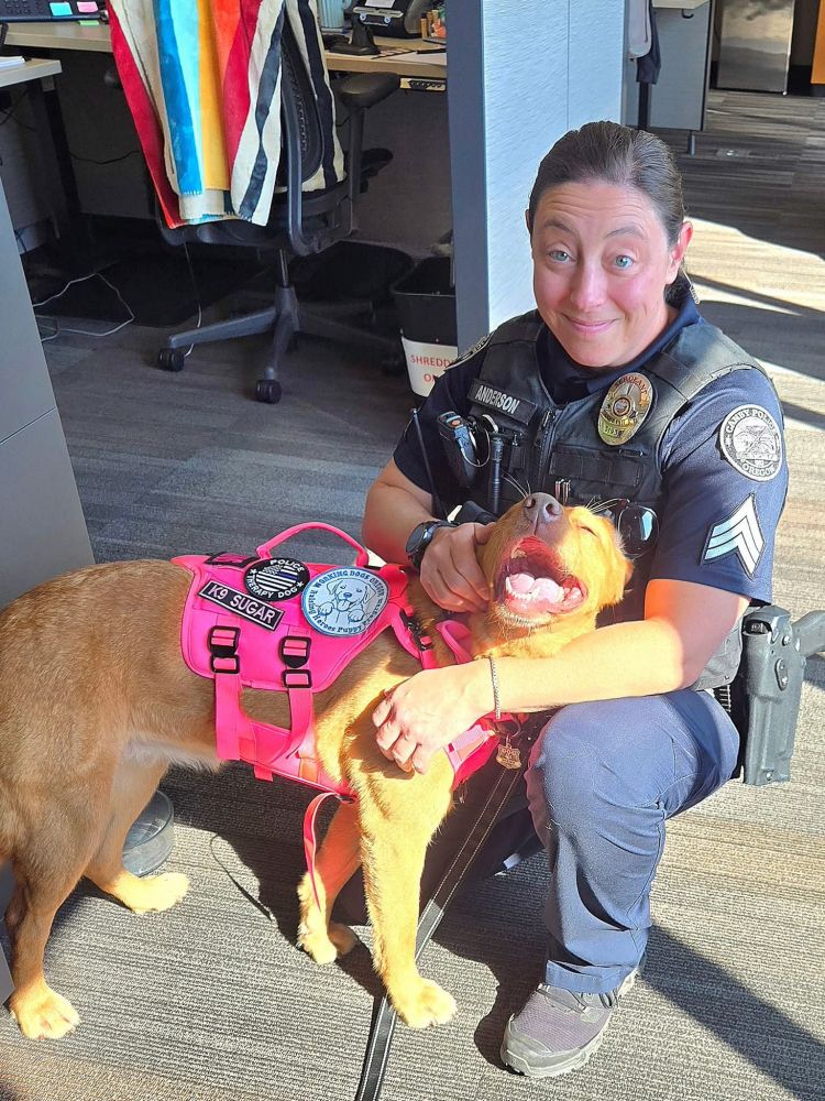 A female police officer getting comfort and cuddles from a yellow lab wearing a pink vest