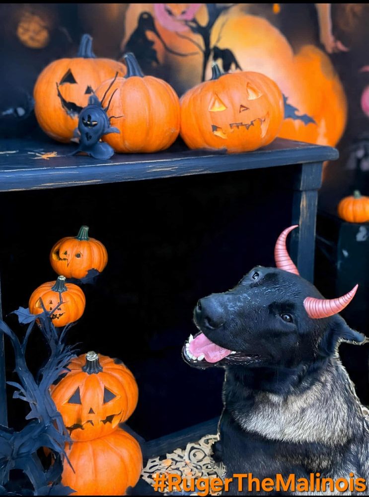 A Belgian Malinois with AI generated devil horns in a Halloween themed background 