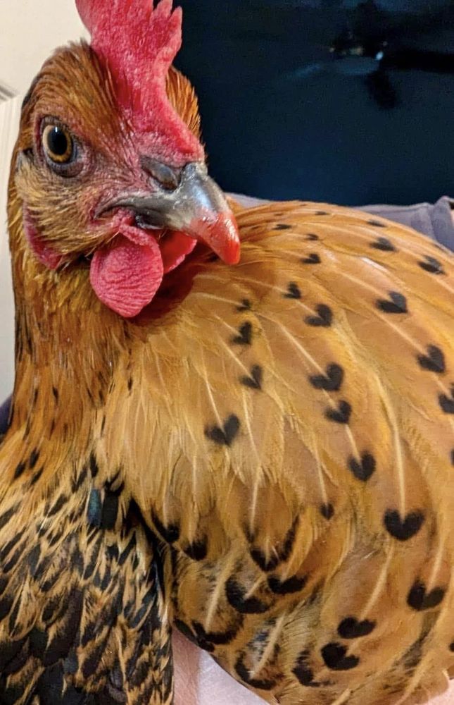 Red chicken with black heart shaped marks