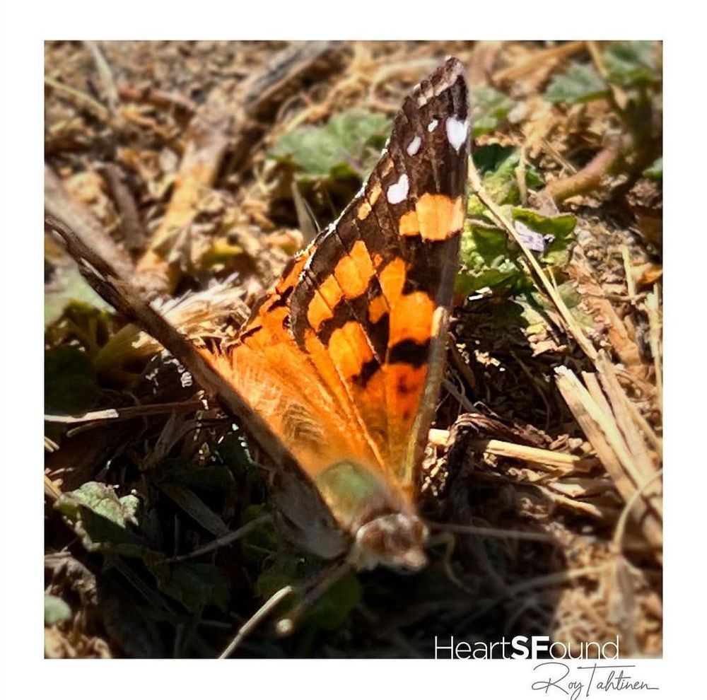 A Butterfly with heart markings in white and orange 