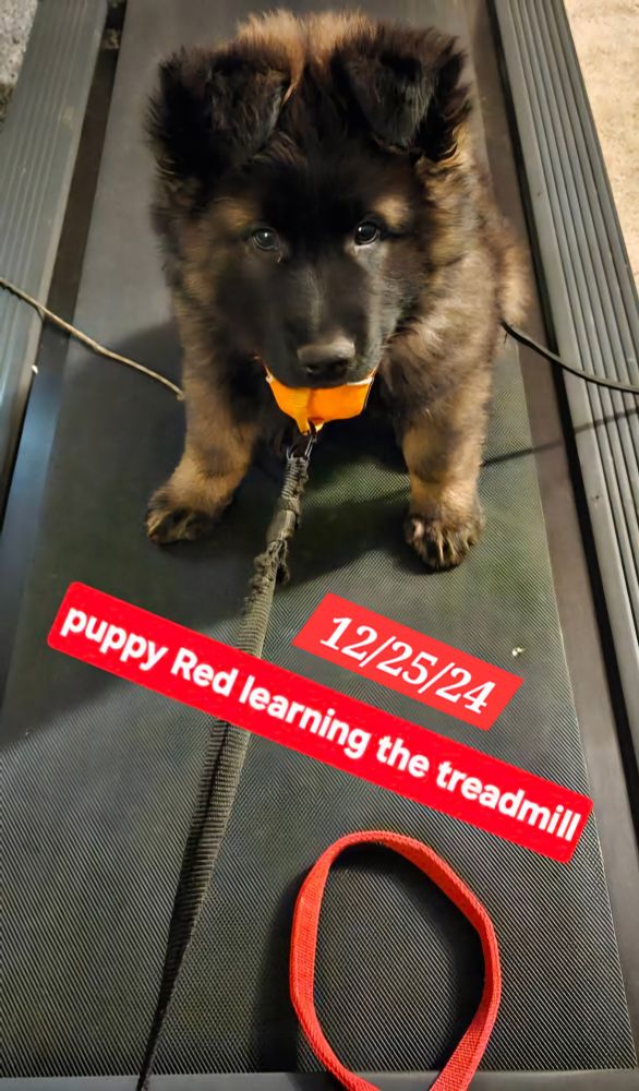 German Shepherd puppy sitting on a treadmill. 