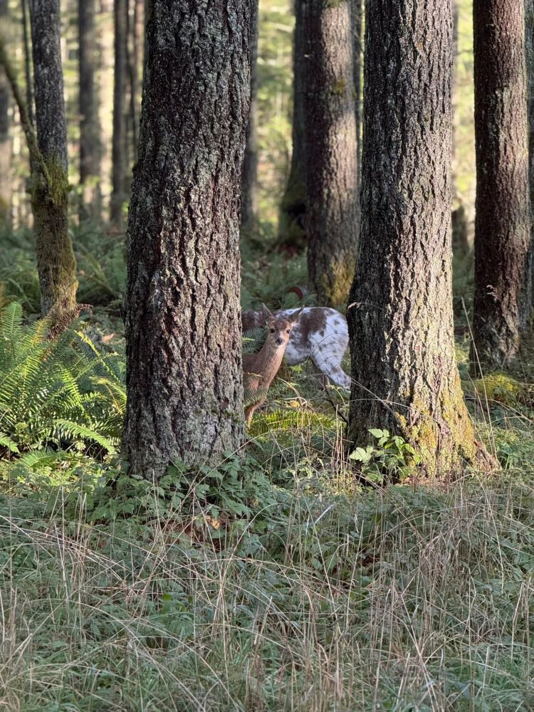 Big trees with a white and brown deer butt and a little fawn peeking out from in front of mom.