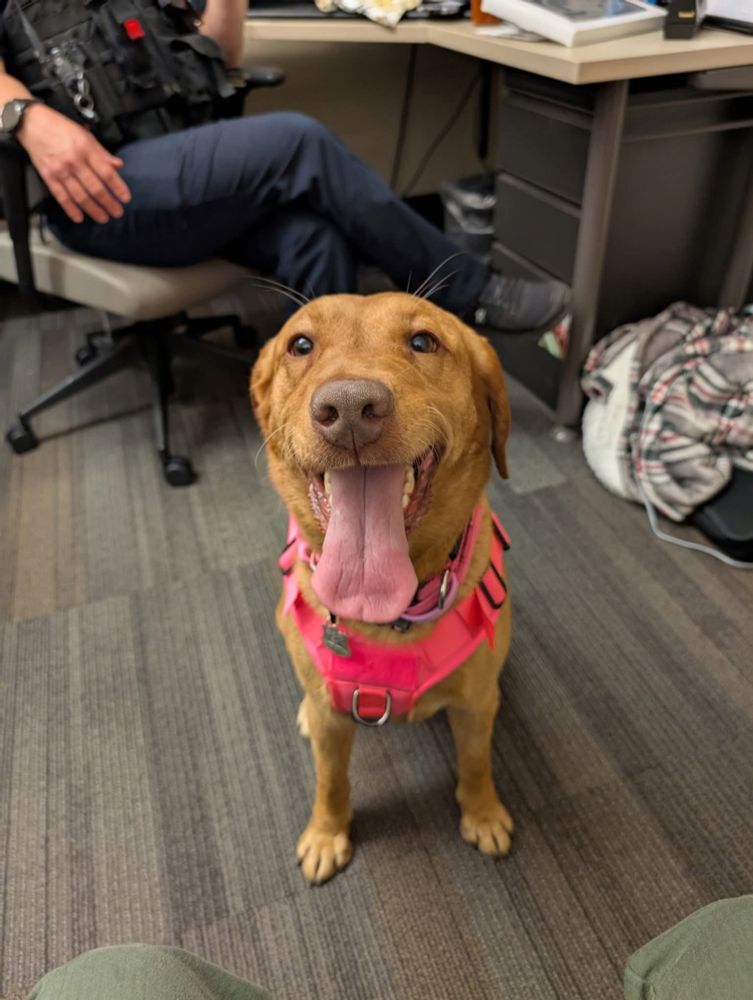 A yellow lab with a pink vest in a police department giving the staff snuggles 