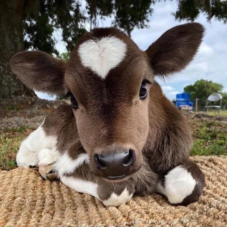 Dark brown calf with white and a big white heart on her forehead 