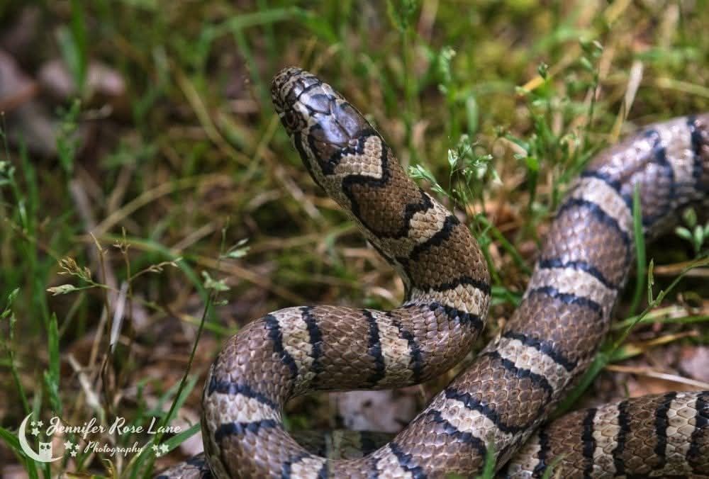 A red and tan snake with a heart shape behind its head