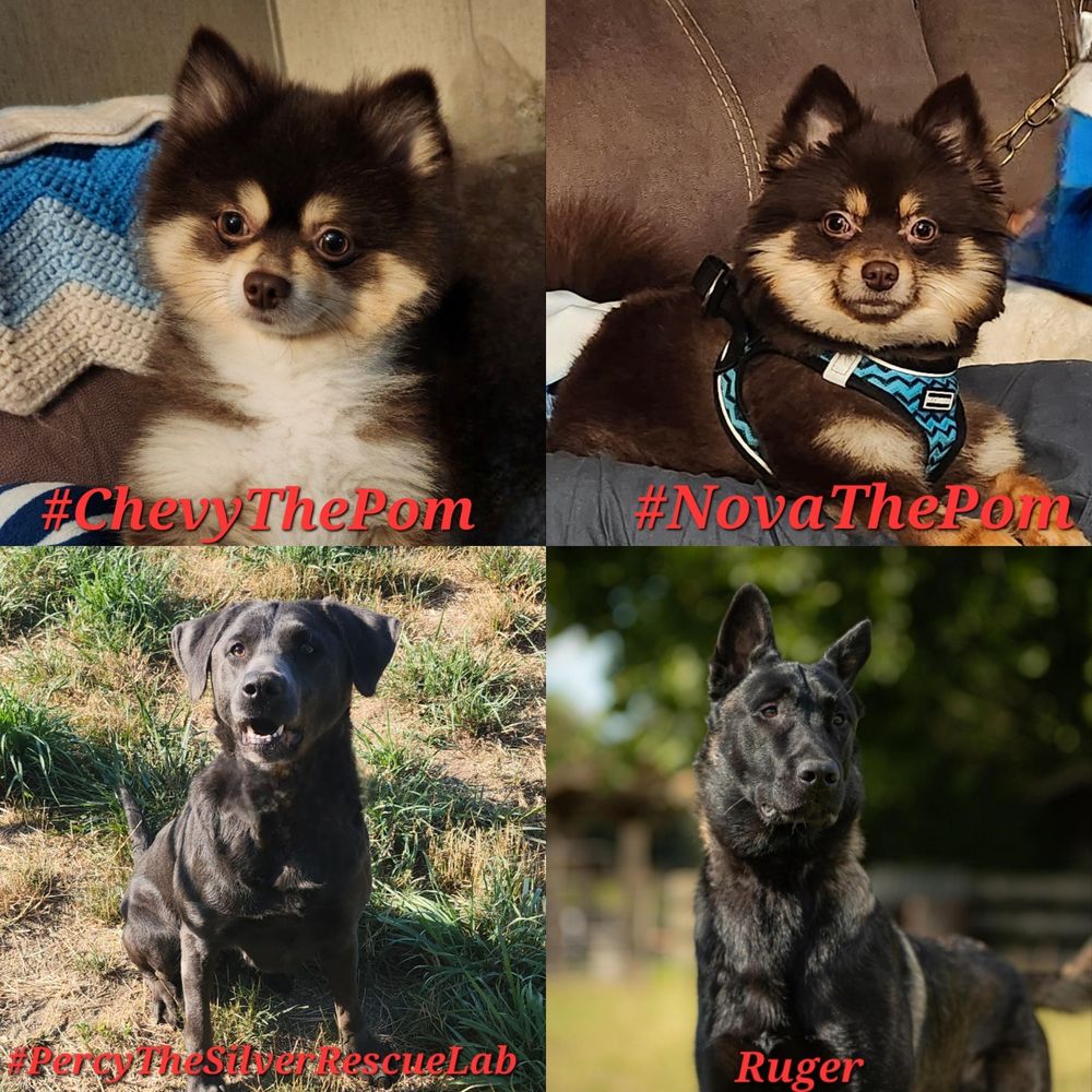 4 different dog pictures. Upper left a chocolate, tan & white Pomeranian with the words #ChevyThePom, right upper a chocolate and tan Pomeranian with the words #NovaThePom Bottom left a silver Labrador with the words ##PercyTheSilverRescueLab and lower right a Sable Belgian Malinois with the words Ruger