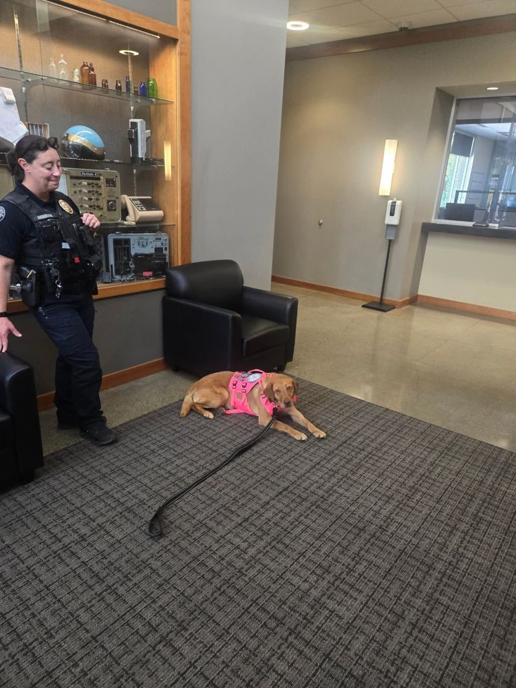 A yellow lab laying down wearing a pink vest in the lobby of Oregon PD