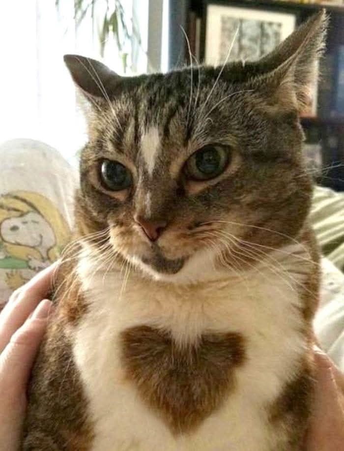 A striped and white kitty with a striped heart in the middle of the chest.