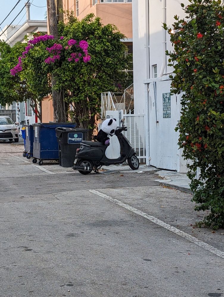 Stuffed panda on scooter 