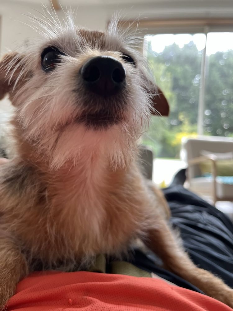 Close-up photo of my very small terrier girl. She is black, brown and (increasingly) white. She has the most excellent eyebrows. And nose. She is not even one bit spoiled. 