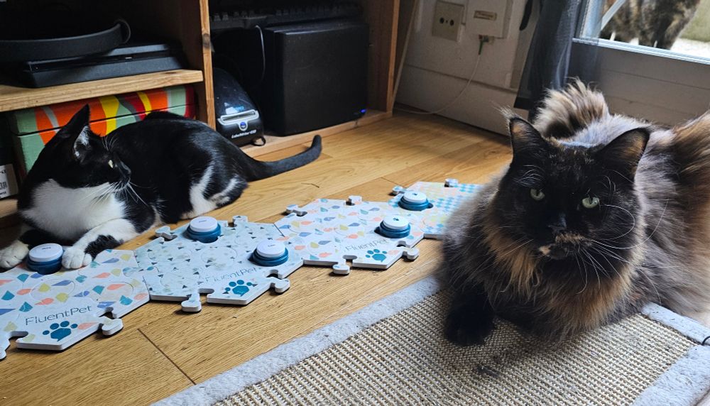 Deux chattes couchées autour de boutons à presser.