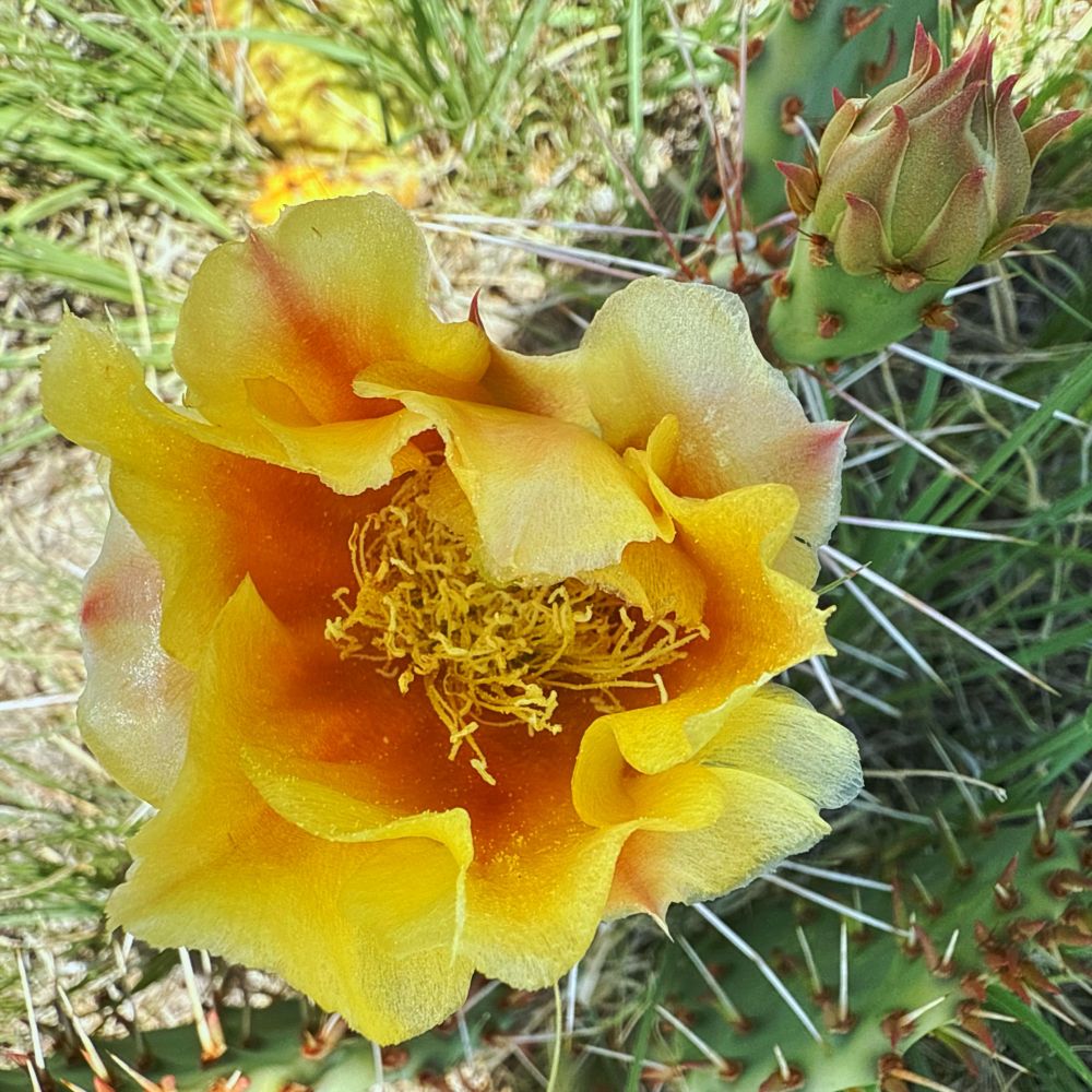 A yellow cactus flower with a deep orange center