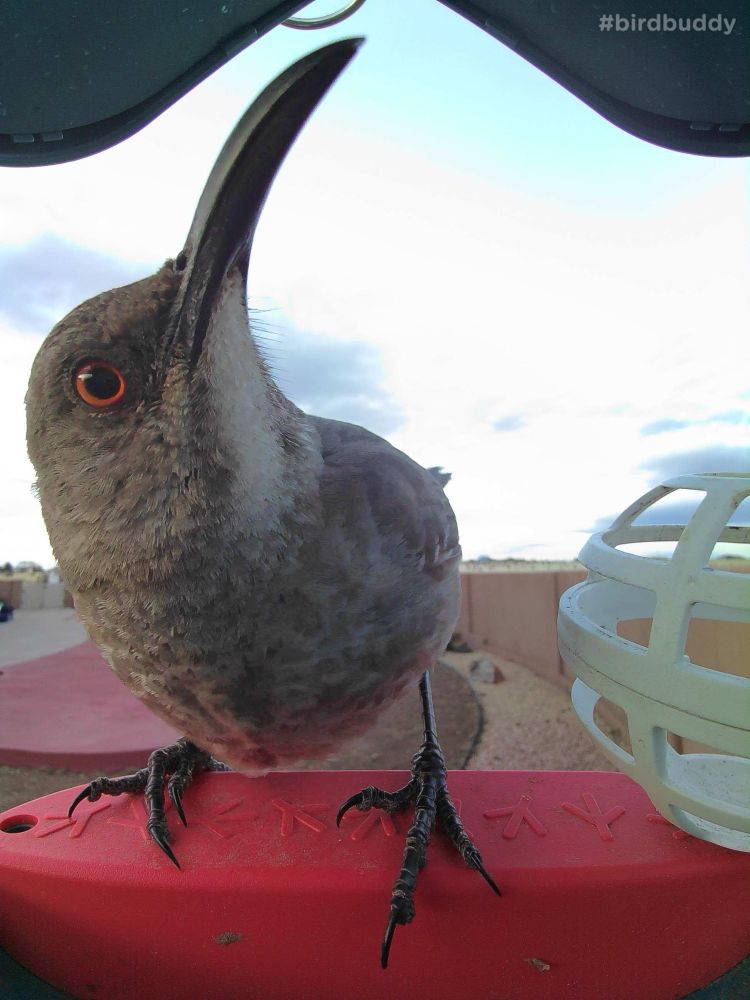 A gray-brown bird with unsettling orange eyes perches with its big curved beak framed nicely by the bird feeder roof. 