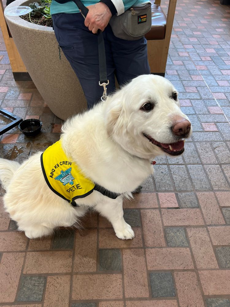 A large fluffy golden retriever type with a doofy smile and a vest that reads PET ME