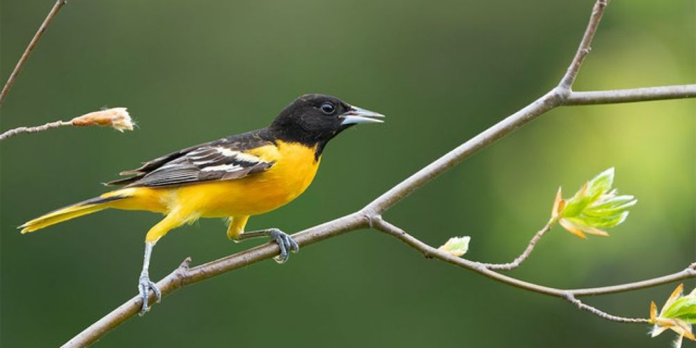 Legislation Supporting Migratory Birds Across the Hemisphere Signed Into Law