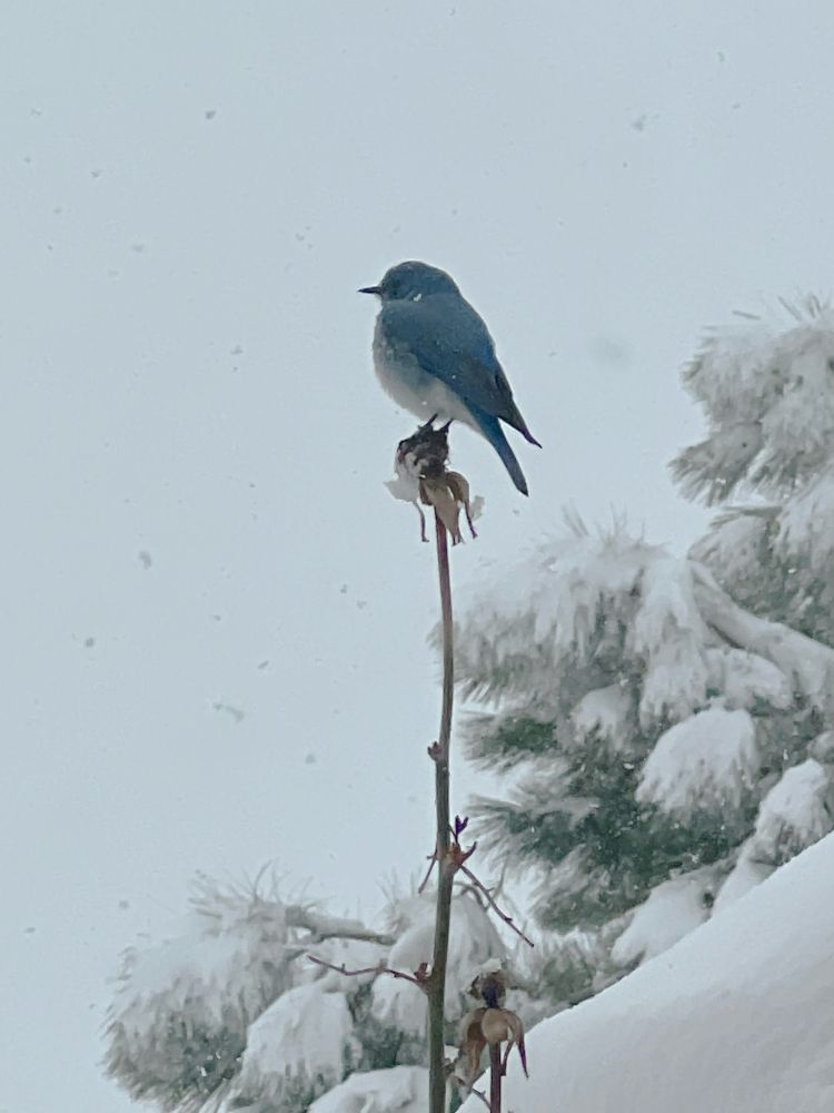A small blue and white bird sits atop a frozen rose stem.
