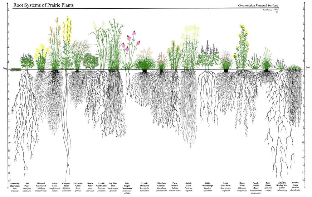 A chart showing bigass roots on a whole bunch of plants.