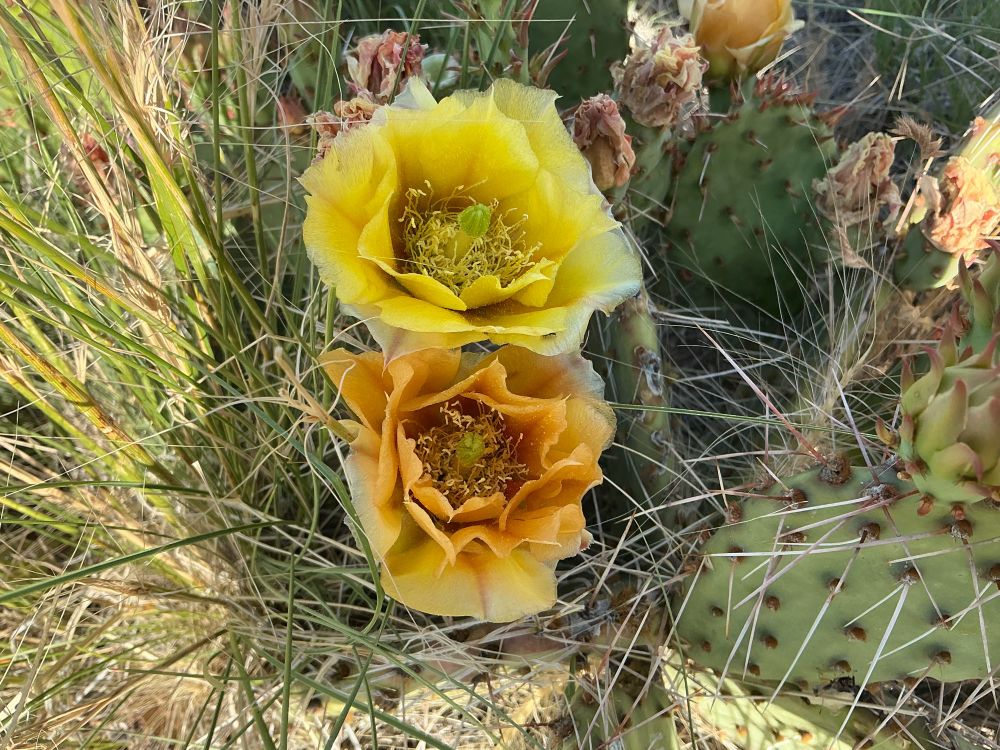 TWO cactus flowers, one yellow, one orange 
