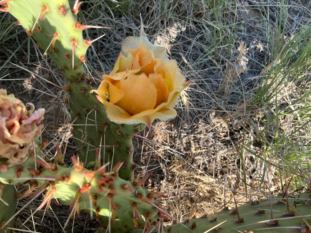 A pale peach cactus flower looking rather like a rosebud